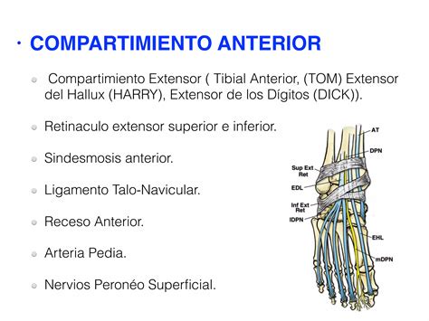 Tom Dick And Harry Tendons
