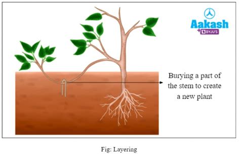 Vegetative Propagation: Definition, Advantages & Examples | AESL