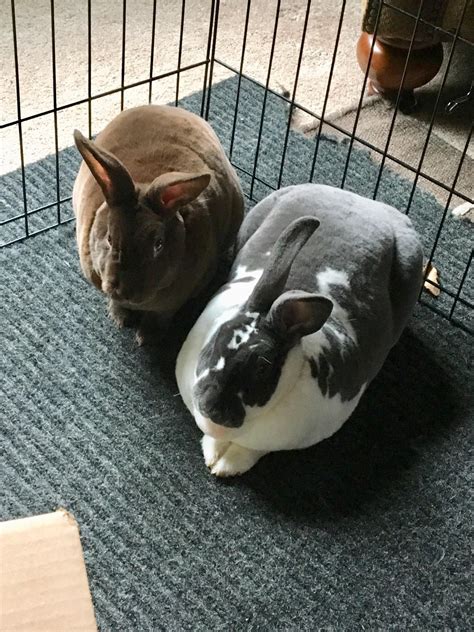 Even though they are brother and sister one ended up being a mini rex ...