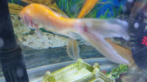 my fish's tail and fins are bleeding and rotting, what should i do? : r ...