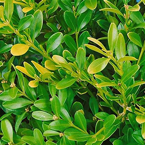 QAUZUY GARDEN 20+Seeds Wintergreen Japanese Boxwood Hedge Seeds (Buxus ...