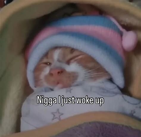 Cat memes | Real | Instagram