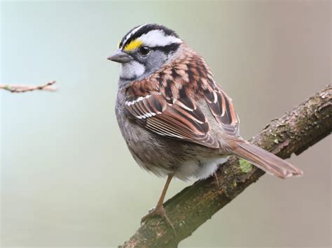White Throated Sparrow