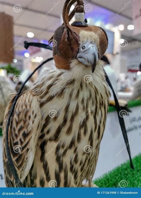 Hunting Falcon with Leather Hood. Beautiful Trained Peregrine Falcon with Mask. Predator with a ...