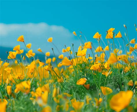 Home - Valhalla Funeral Home