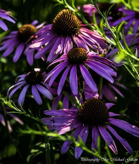 Black Eyed Susan Flower Purple