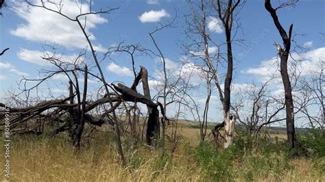 Image result for YouTube Trump Exploding Trees