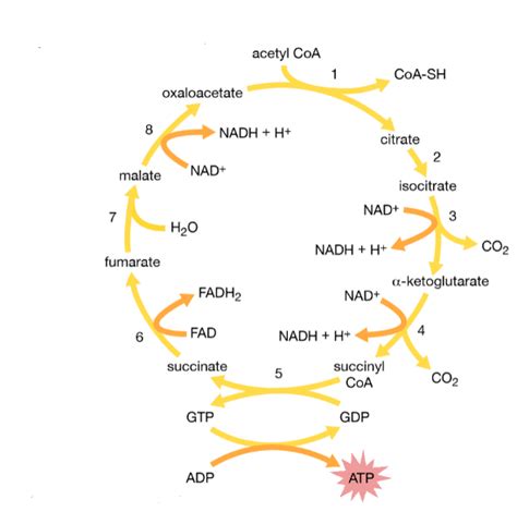 Krebs Cycle or Citric Acid Cycle: Steps, Products and Significance ...