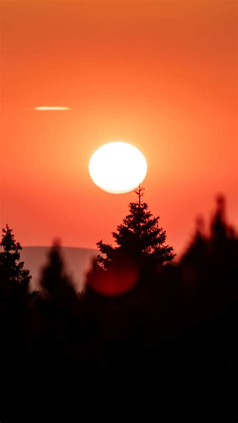 Download wallpaper 1350x2400 trees, full moon, night, silhouettes ...