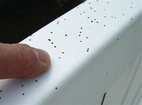 Tiny Black Spots On Hardwood Floors - Home Alqu