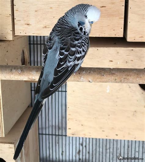 Periquito inglés - Animales.me