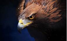 iphone black eagle wallpaper hd amazing golden eagle wide high definition wallpaper iphone black eagle wallpaper hd amazing golden eagle wide high definition wallpaper