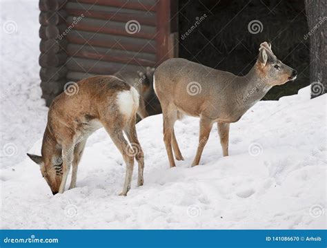 Two Siberian ROE Deer on the Snow Stock Photo - Image of russia ...