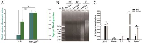 Exploring the Mystery of the Tetrahydrobiopterin Synthetic Defect ...