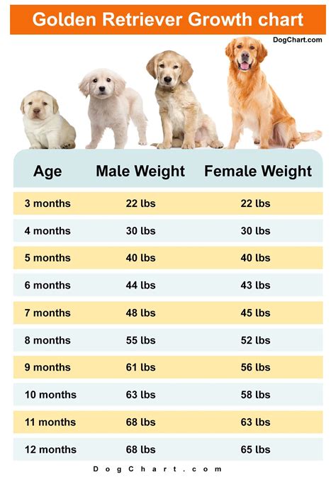 Average Golden Retriever Weight