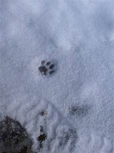 marderspuren im schnee spuren im schnee marder oder nicht vw tiguan 1 marderspuren im schnee spuren im schnee marder oder nicht vw tiguan 1