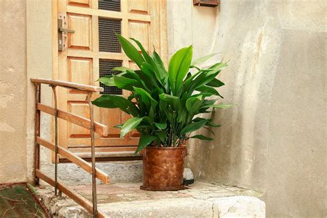 Aspidistra, la planta inmortal típica de las abuelas y la mejor ...
