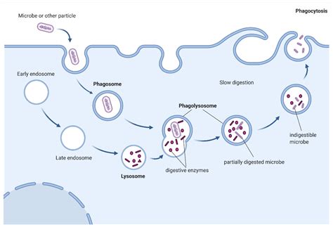 Phagocytosis Process Diagram