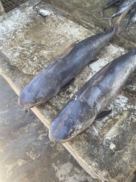 Fish Identification 的图像结果