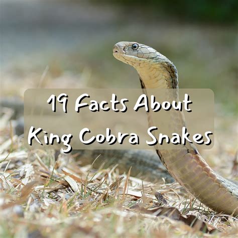King Cobra Snake Facts King Cobra Facts For Kids | World's Longest