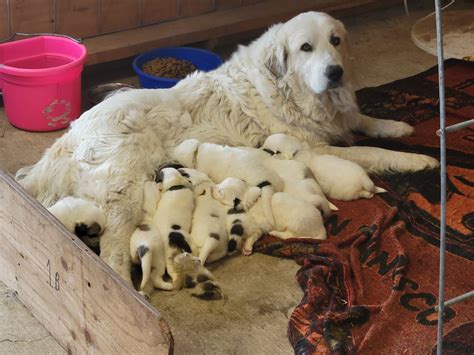 Newborn Great Pyrenees Puppies – Chamburn Farm