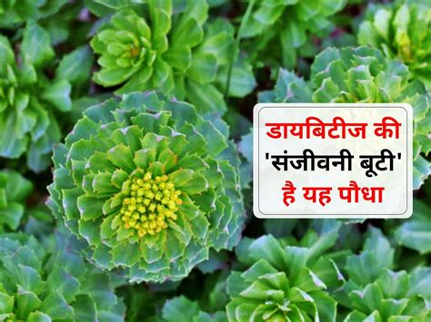 डायबिटीज के लक्षणों को कम करने वाला पौधा है ‘सोलो’, प्रधानमंत्री ...