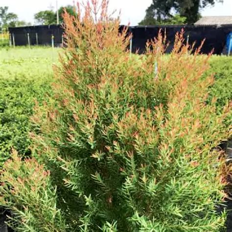 Buy Bottle Brush Plant Online at Nursery Nisarga