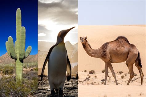 How do plants and animals adapt to their environment?