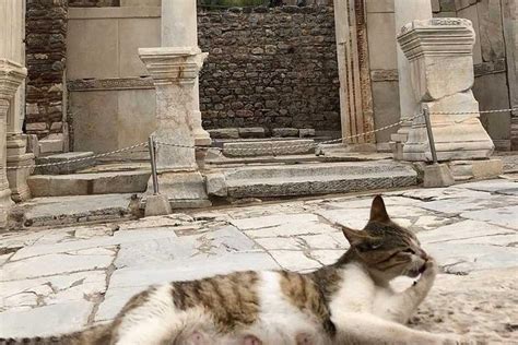 All-Inclusive Private Ephesus & Terrace Houses from Kusadasi Port in ...
