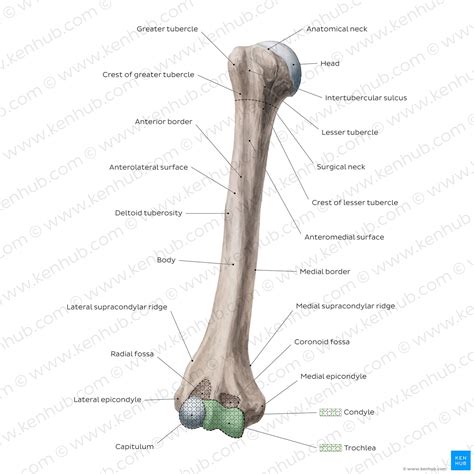 Humerus: Anatomy and clinical notes | Kenhub