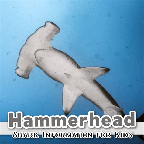 Facts About Hammerhead