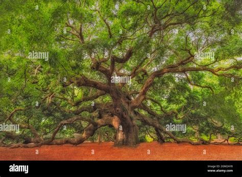 Image result for Example of Root of a Project