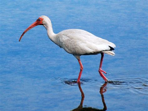 White Ibis Bird Wallpapers