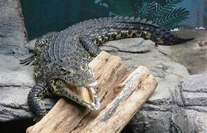 The crocodile - poem — lesson. English Language State Board, Class 6.