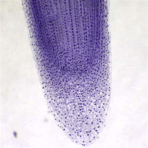 Cole-Parmer Prepared Slide, Onion Root Tip Mitosis from Cole-Parmer India