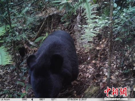 广东首次拍摄到野生黑熊 好奇熊伸爪摸相机(图)-搜狐新闻