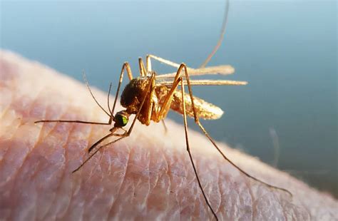 蚊子的进化史 - 好汉科普