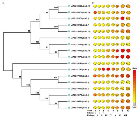 Into the Seed: Auxin Controls Seed Development and Grain Yield