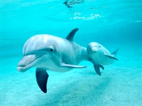 科学家破解了海豚的语言...发现它们不仅常聊八卦，还会讲脏话….