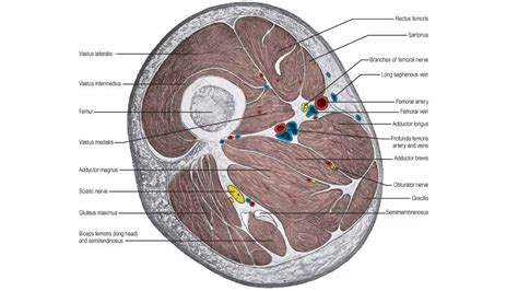 Medial compartment of thigh | PDF