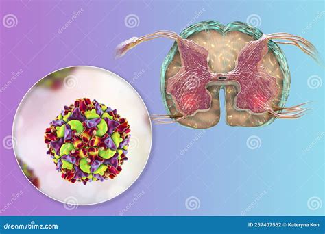 Anterior Horn Of Spinal Cord. Stock Image | CartoonDealer.com #216454843