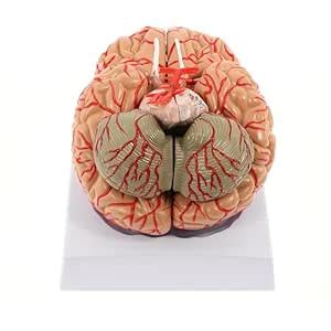 Human Brain Model, Anatomically Accurate Brain Model 8-Part Human Brain ...