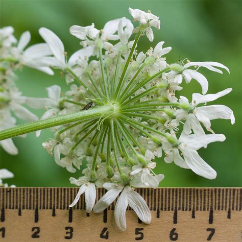 Heracleum mantegazzianum - Изображение особи - Плантариум
