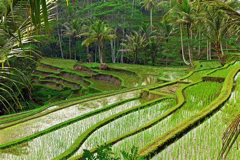 indonesia-java-jakarta-terraces.jpg