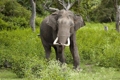 Asian elephants: highly intelligent caretakers of the Southeast jungles ...