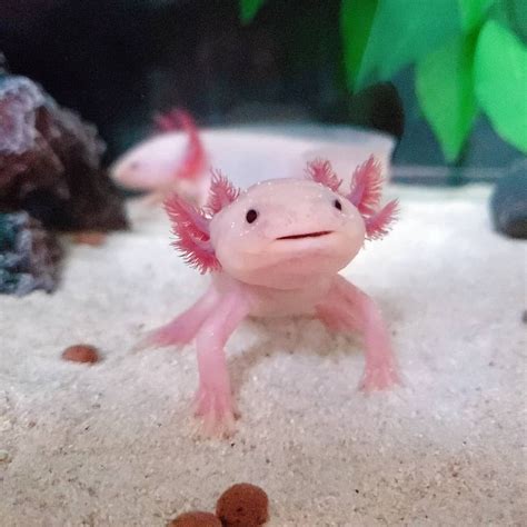 Adorable Axolotls Wallpapers - Wallpaper Cave
