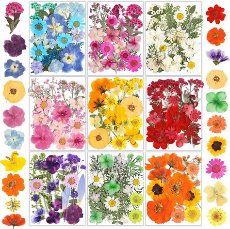 Dried Pressed Flowers