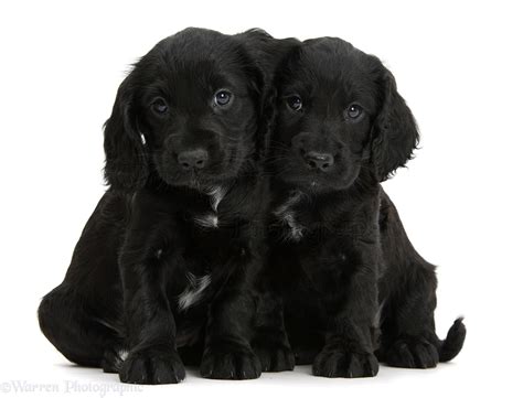 Dogs: Black Cocker Spaniel puppies photo WP39375