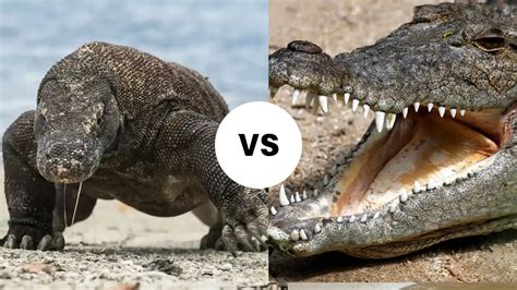 Komodo Dragon vs Crocodile: Who's the Strongest Predator? - Komodo Luxury