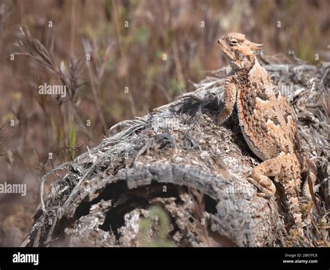 Desert horned lizard phrynosoma platyrhinos hi-res stock photography ...